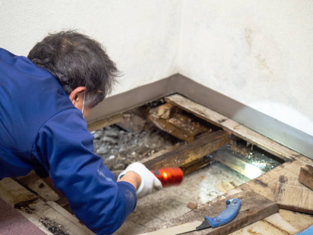 Best Mold Remediation Experts  in Cedar Falls, IA