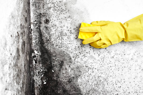 Best Toxic Mold Removal  in Cedar Falls, IA