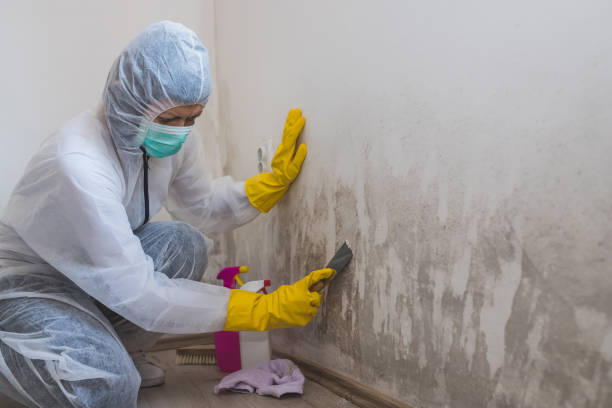 Best Black Mold Removal  in Cedar Falls, IA
