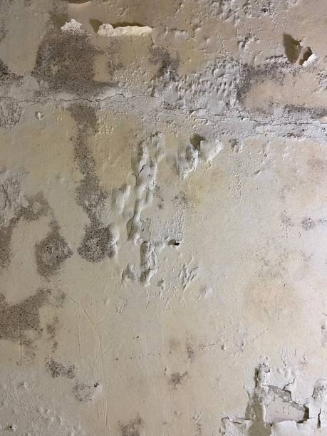 Best Certified Mold Removal  in Cedar Falls, IA