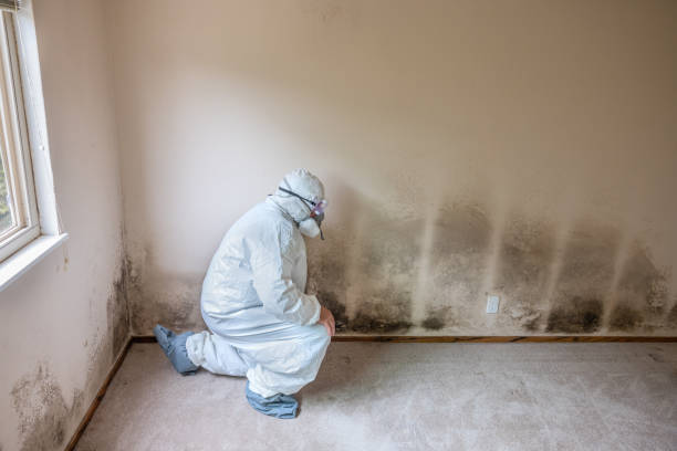Best Certified Mold Removal  in Cedar Falls, IA