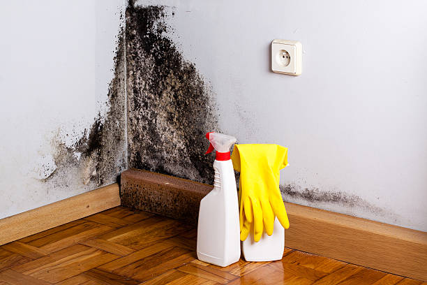 Best Mold Cleaning Services  in Cedar Falls, IA
