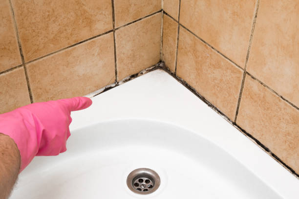 Crawl Space Mold Removal in Cedar Falls, IA